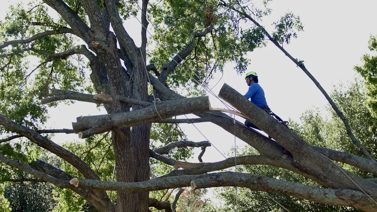Professional Crown Thinning performed by certified arborists in Pawling